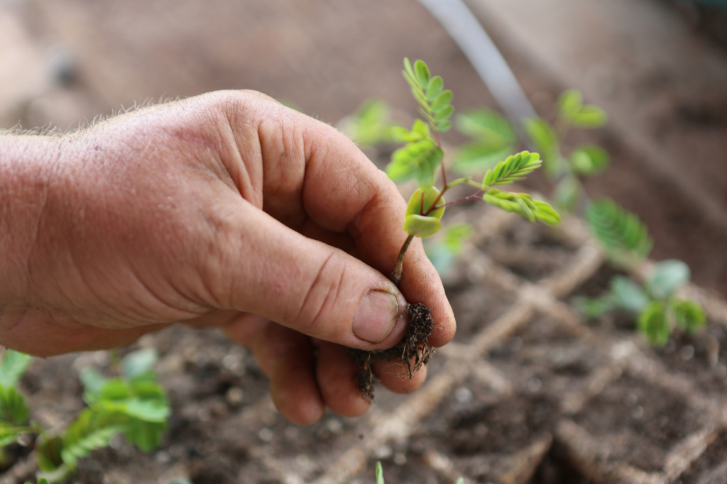 Como a Agroecologia Está Beneficiando Pequenos Agricultores no Brasil