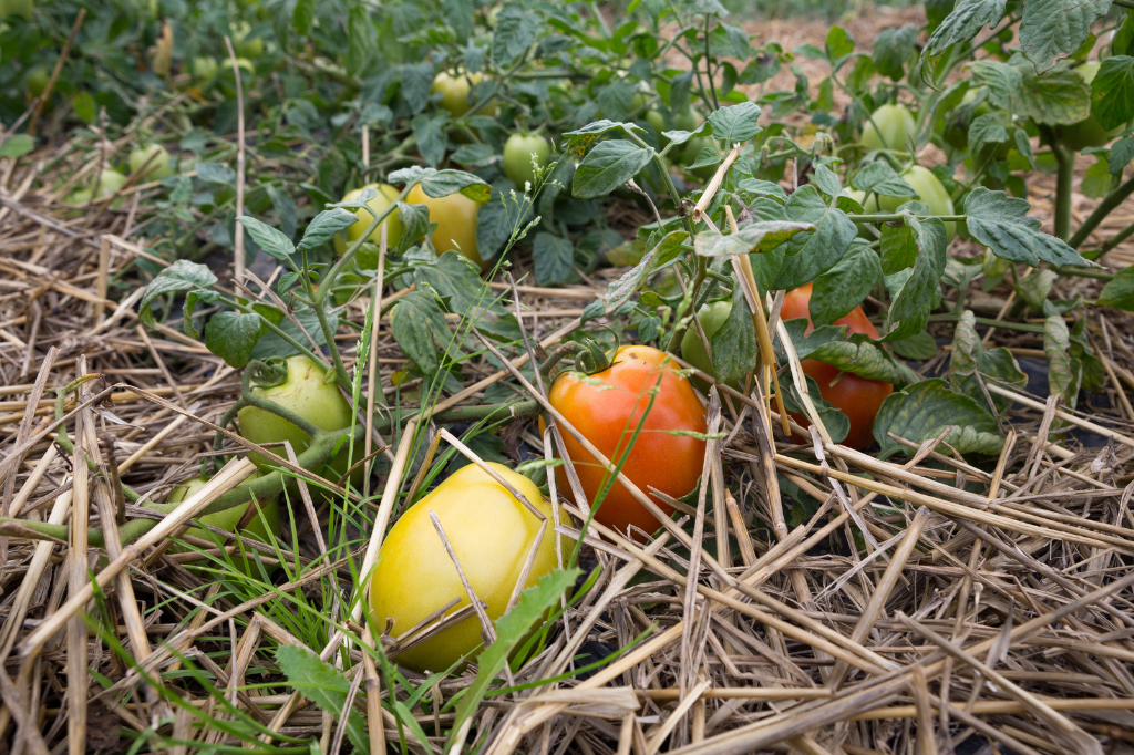 Como a Permacultura Está Transformando a Agricultura no Brasil