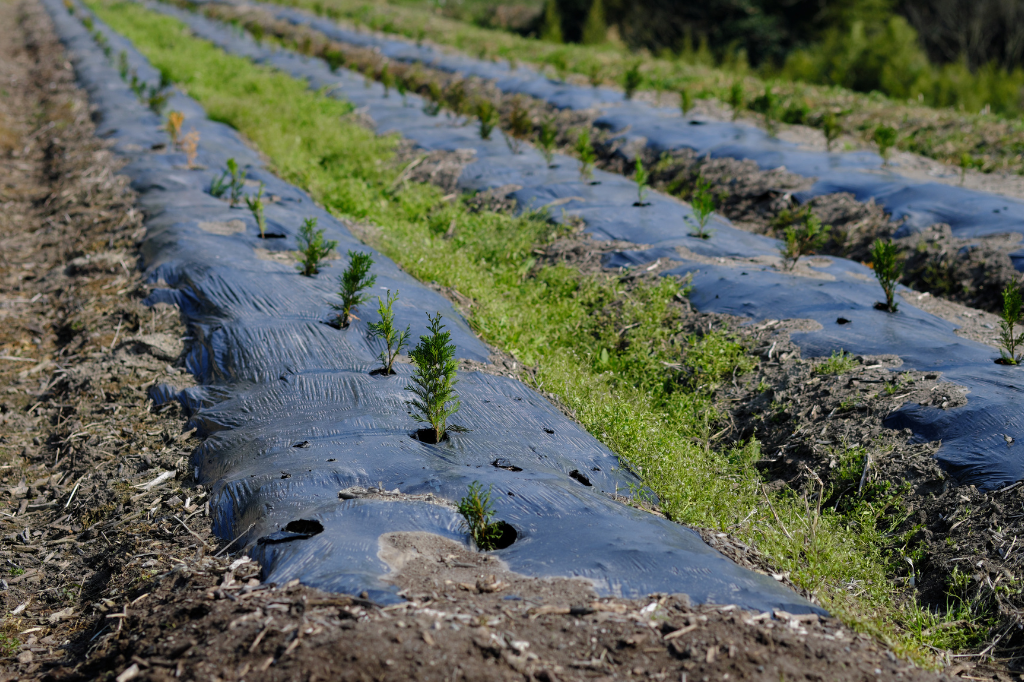 Benefícios da Agricultura Regenerativa para a Biodiversidade Brasileira: Uma Abordagem Sustentável